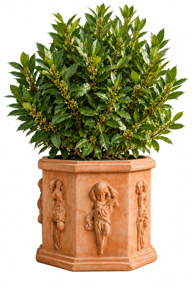 Pot Octogonal en Terre Cuite d’Impruneta avec Putti 55x45cm